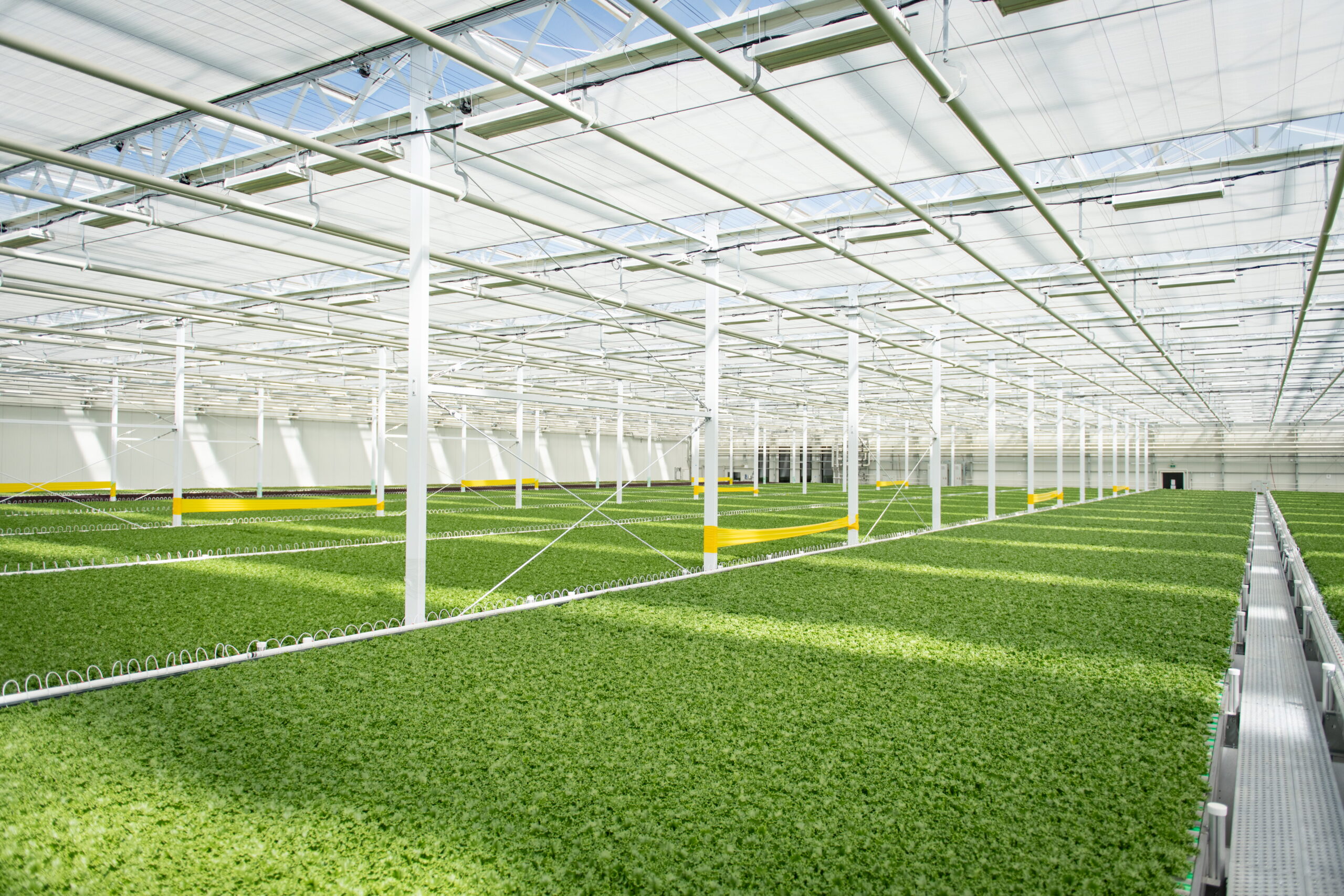 Haven Greens -
